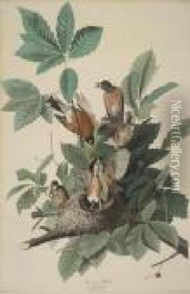 American Robin Oil Painting - John James Audubon