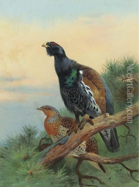 Capercaillie On A Scot's Pine Oil Painting - Archibald Thorburn