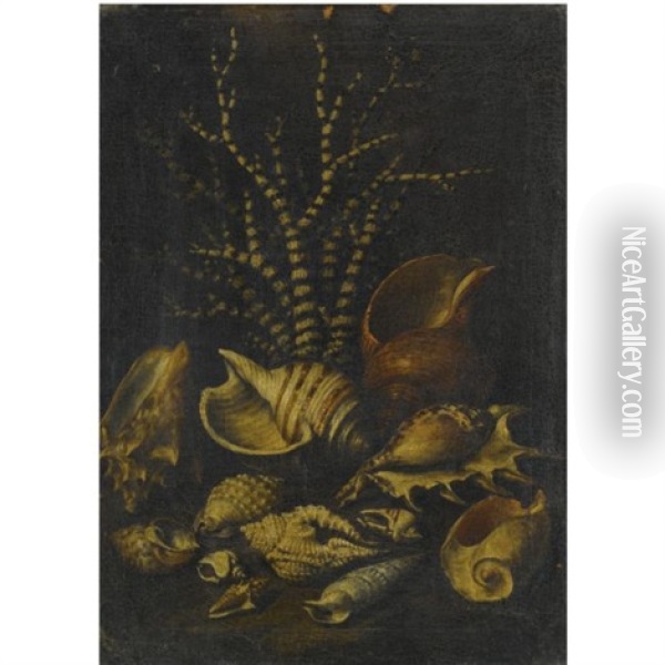 A Still Life With A Lambis Lambis, A Cypraea, A Cymatiide, A Cenithium, A Galaodea And Other Shells Oil Painting - Bartolommeo Bimbi