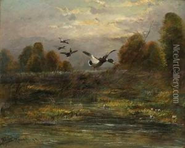 Auffliegende Enten. Oil Painting - Moritz Muller