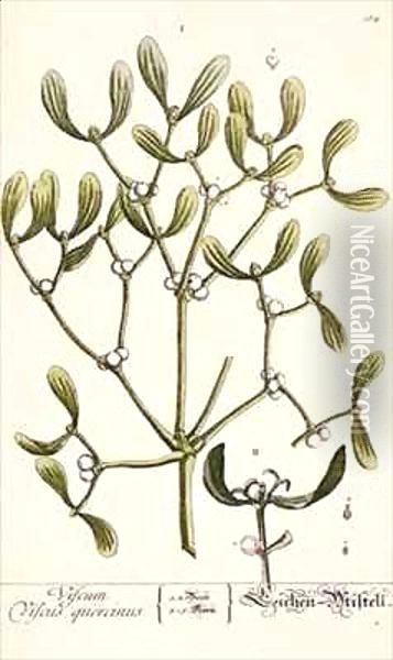 Mistletoe from 'A Curious Herbal' Oil Painting - Elizabeth Blackwell