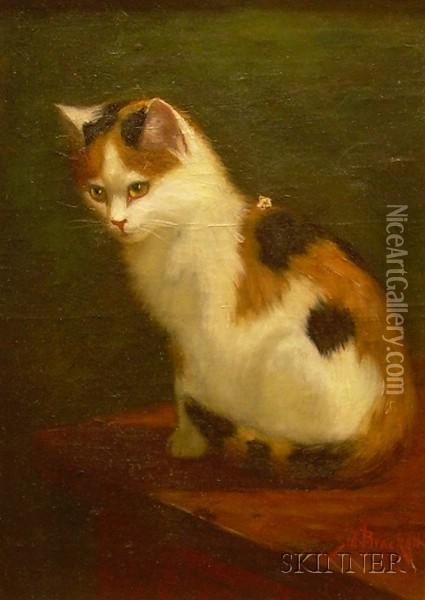 Calico Cat Oil Painting - Sydney Lawrence Brackett