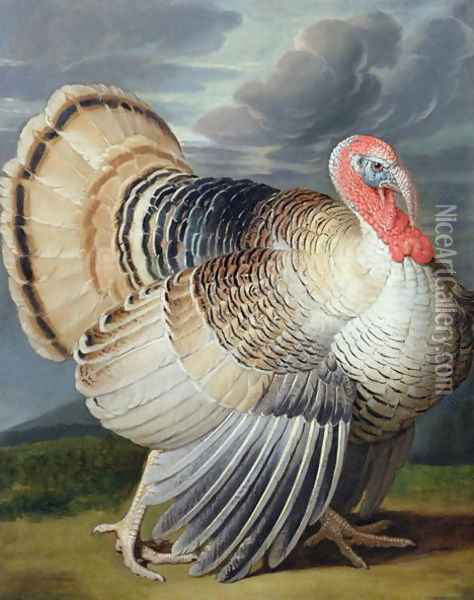 Turkey Oil Painting - Johann Wenzel Peter