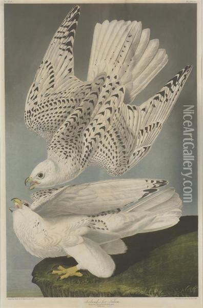 Falco Islandicus Oil Painting - Julius Bien