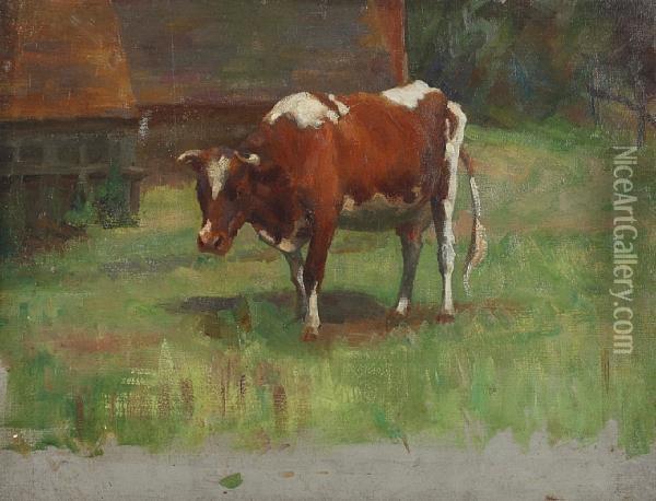 Study Of A Brown And White Cow Oil Painting - Andrew Douglas