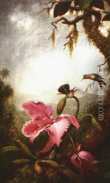 Two Small Hummingbirds Above An Orchid Oil Painting - Martin Johnson Heade
