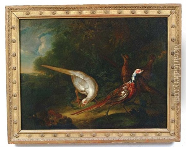 Pheasants In A Landscape Oil Painting - Aert Schouman