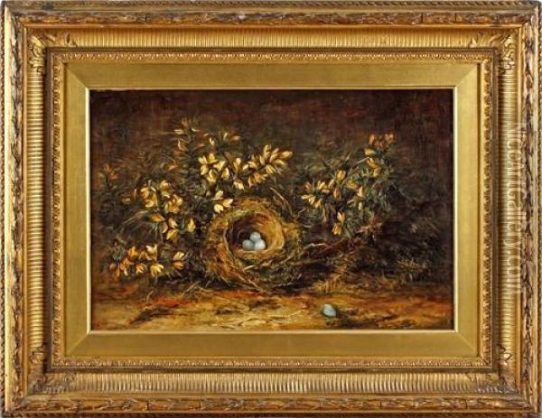 Birds Nest And Whin Oil Painting - Pattie Jack