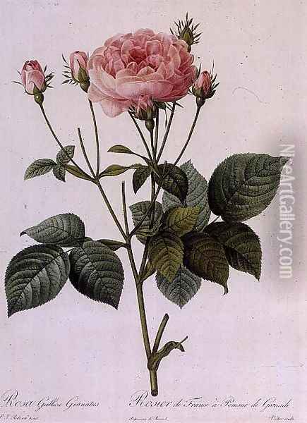 Rosa Gallica Granatus, from Les Roses, vol II, 1821 Oil Painting - Pierre-Joseph Redoute