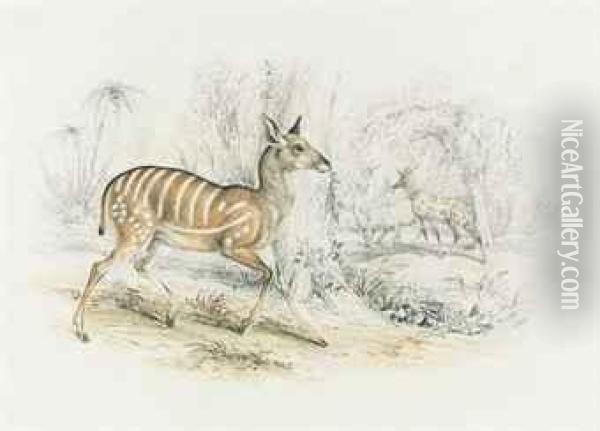 A Striped Antelope In A Tropical Landscape Oil Painting - Samuel Howitt