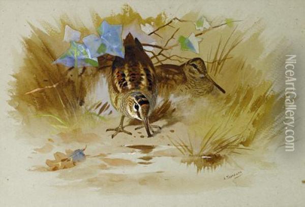 Woodcock In A Sandy Hollow Oil Painting - Archibald Thorburn