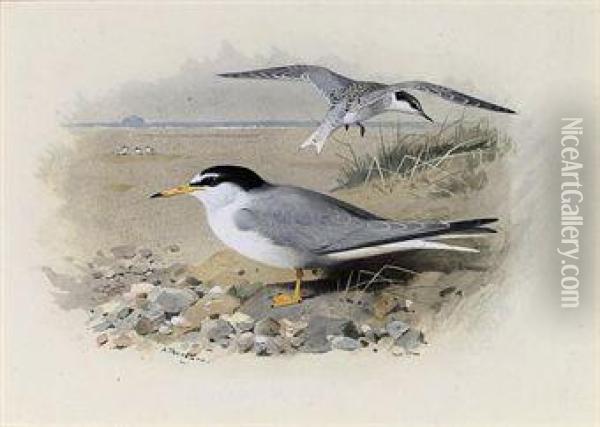 Little Tern Oil Painting - Archibald Thorburn