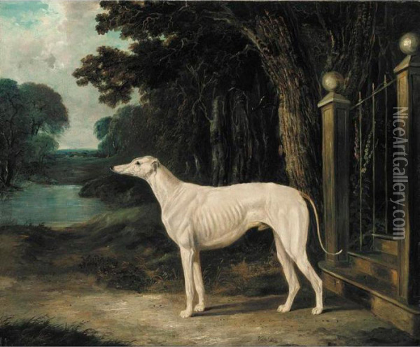 Vandeau, A White Greyhound Oil Painting - John Frederick Herring Snr