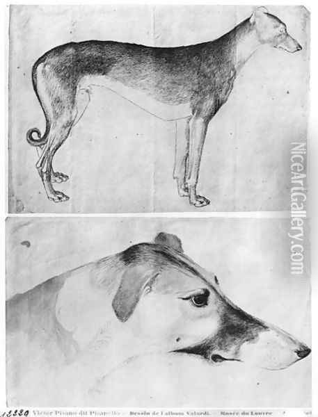 Greyhound and head of a greyhound, from the The Vallardi Album Oil Painting - Antonio Pisano (Pisanello)