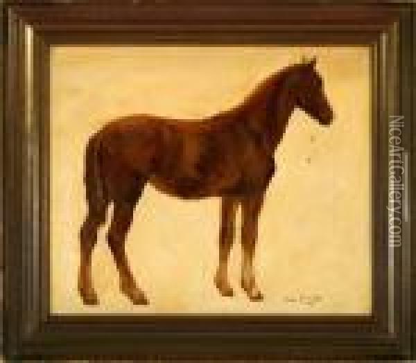 A Study Of A Horse Oil Painting - Otto Bache