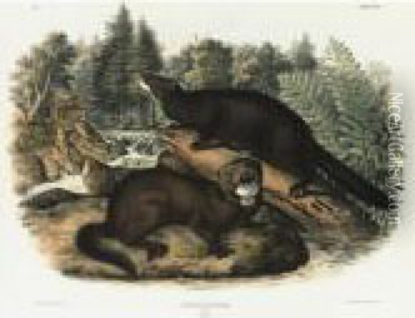 Collared Peccary And Mink (plates Xxxi And Xxxiii) Oil Painting - John James Audubon