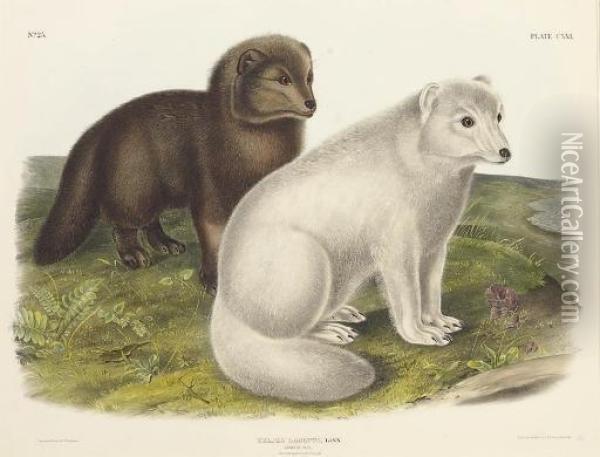 Arctic Fox, From 
The Viviparous Quadrupeds Of North America Oil Painting - John T. Bowen
