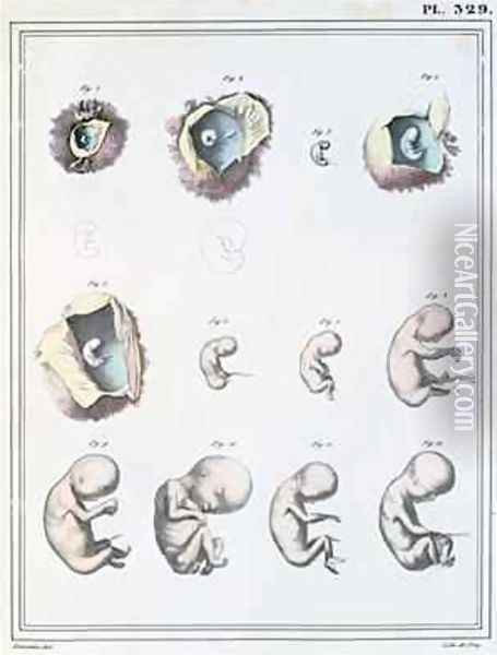 Diagram showing the stages of embryonic development, from Manuel dAnatomie Descriptive du Corps Humain Oil Painting - Haincelin