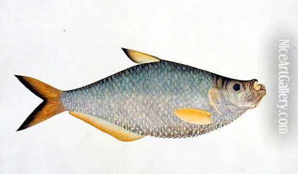 Eekan Poopote, from 'Drawings of Fishes from Malacca', c.1805-18 Oil Painting - Anonymous Artist