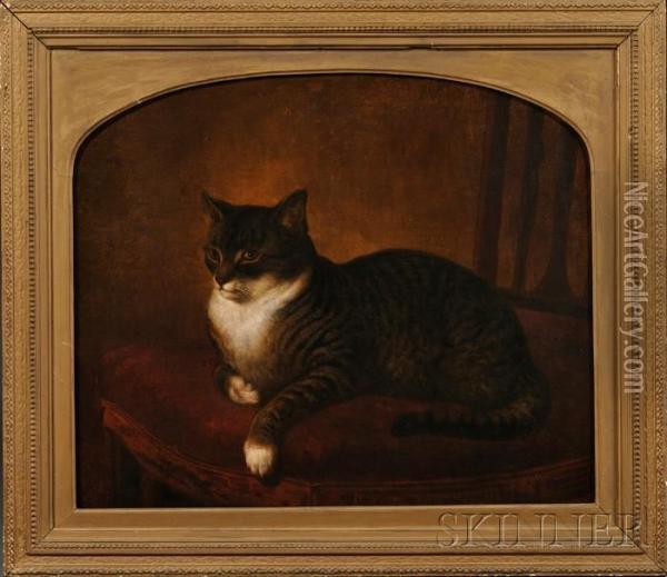 Portrait Of A Gray Tiger Cat Seated On A Chair. Oil Painting - Henry Collins Bispham