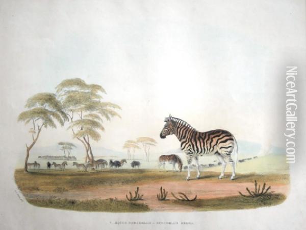Gazella Euchore - The Spring Bok; Equus Burchellii - Burchell's Zebra Oil Painting - William Cornwallis Harris