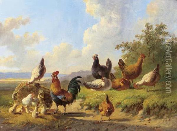 Poultry In A Meadow Oil Painting - Albertus Verhoesen