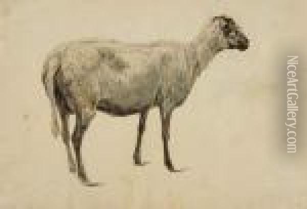 Stehendes Schaf. Oil Painting - Wilhelm Alexander W. Von Kobell