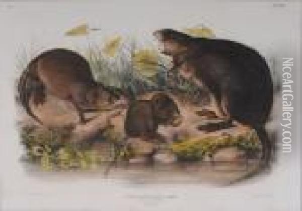 Muskrat, 
Musquash Oil Painting - John James Audubon