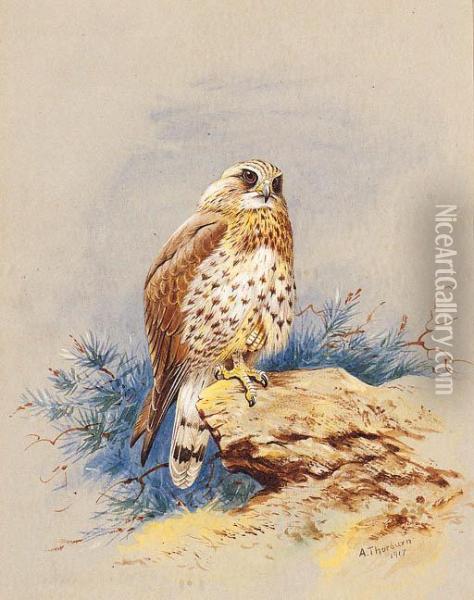 A Kestrel Perched On A Rock Oil Painting - Archibald Thorburn