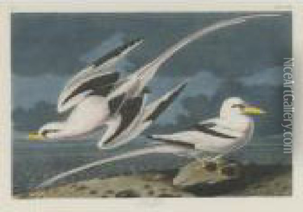 Tropic Bird (plate Cclxii) Oil Painting - John James Audubon