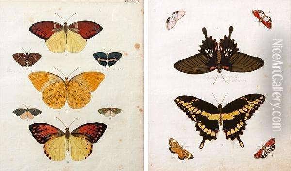 Butterflies Oil Painting - Pieter Cramer