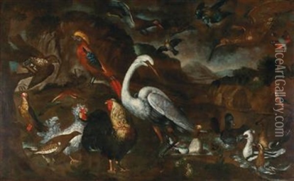 Native And Exotic Birds From The Aviaries Of Grand Duke Cosimo Iii Of Tuscany Oil Painting - Pietre-Neri Scacciati