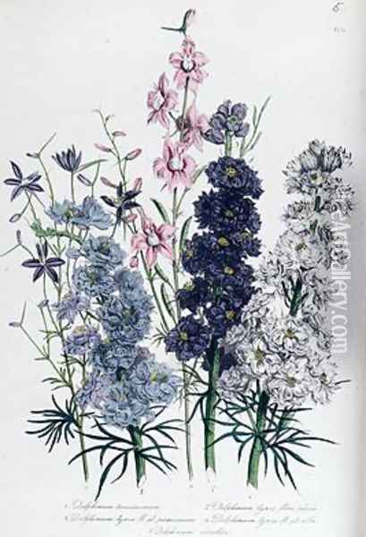 Delphiniums plate 3 from The Ladies Flower Garden Oil Painting - Jane Loudon