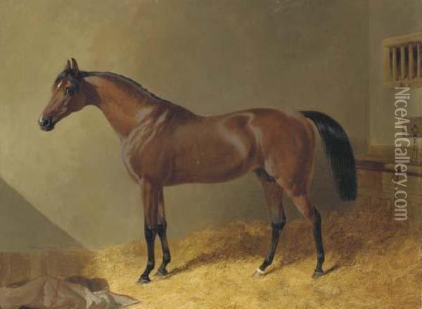 Pacelot, A Bay Stallion, In A Stable Oil Painting - John Frederick Herring Snr