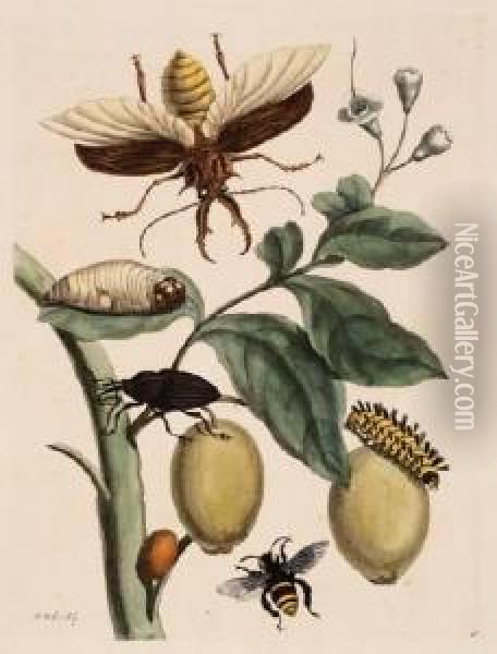 Beetles, Caterpillars And Bee Oil Painting - Maria Merian