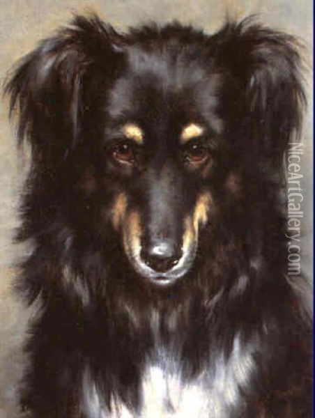 A Head Study Of A Black And Tan Collie Oil Painting - Robert Morley