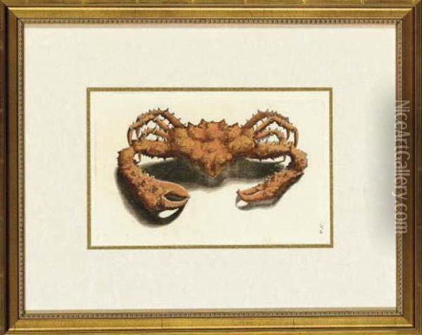 Crabs And Lobsters Oil Painting - Georg Eberhard Rumpf
