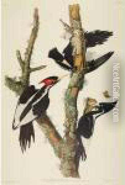 Ivory-billed Woodpecker Oil Painting - John James Audubon