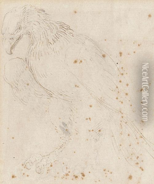 Study Of An Eagle Oil Painting - Stefano della Bella