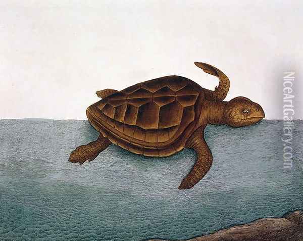 estudo marina (Loggerhead Turtle) plate 40 from Vol 2 of 'Natural History of Carolina, Florida and the Bahamas', 1771 Oil Painting - Mark Catesby