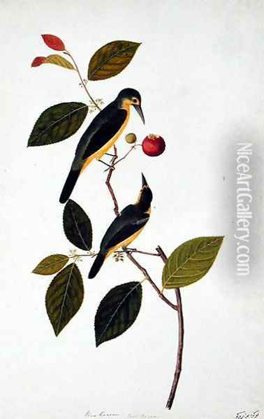 Bua Rocam, from 'Drawings of Birds from Malacca', c.1805-18 Oil Painting - Anonymous Artist