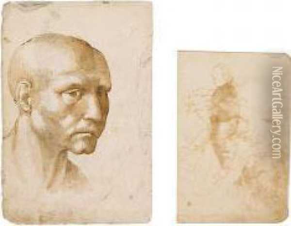 Head Of An Old Man Oil Painting - Domenico Beccafumi