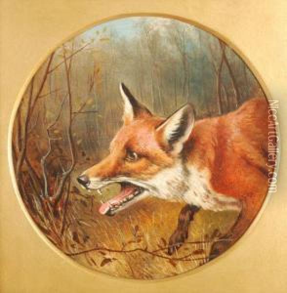 Head Of A Fox Oil Painting - John Arnold Wheeler