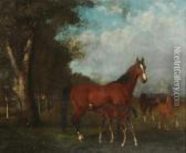 Poulinieres Et Foals Au Paddock Oil Painting - Gustave Courbet