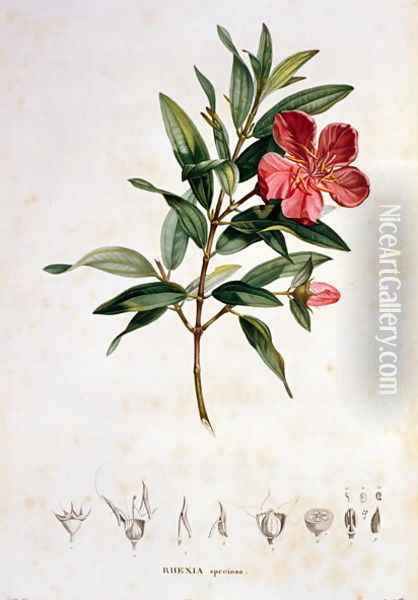 Rhexia speciosa, engraved by Bouquet, plate 4 from Part VI of Voyage to Equinoctial Regions of the New Continent by Friedrich Alexander, Baron von Humboldt 1769-1859 and Aime Bonpland 1773-1858 pub. 1806 Oil Painting - Pierre Jean Francois Turpin