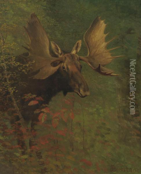 Study Of A Moose Oil Painting - Albert Bierstadt