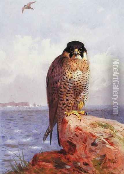 A Peregrine Falcon by the Sea, 1903 Oil Painting - Archibald Thorburn