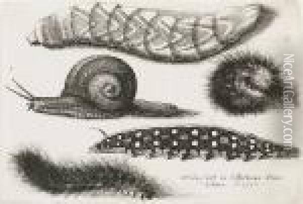 Four Caterpillars And A Snail (pennington 2167) Oil Painting - Wenceslaus Hollar