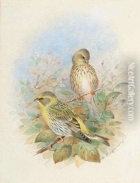 A Pair Of Serin Finches; A Fire-crested Wren; A Pair Of Marsh-tits; A Pair Of Shore-larks Oil Painting - Henrik Gronvold