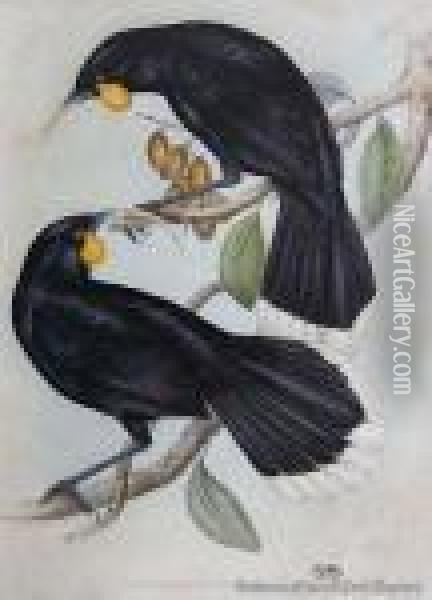 Huia Birds Oil Painting - John H. Gould